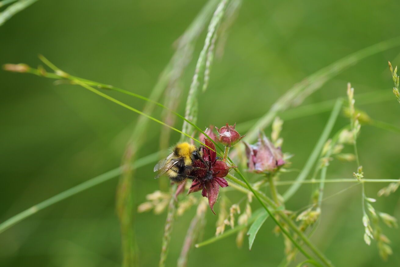 Hummeln und weitere Wildbienenarten finden an den Blüten der Blume des Jahres 2025 Nektar und Pollen © Cyrille Claudel